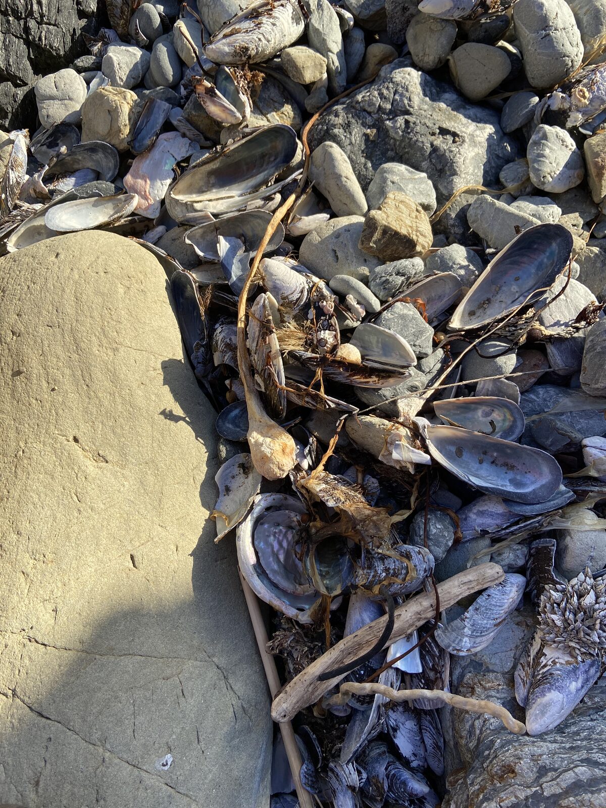 A tide-strewn jumble of iridescent mussel and oyster shells among beach rocks, with a piece of driftwood