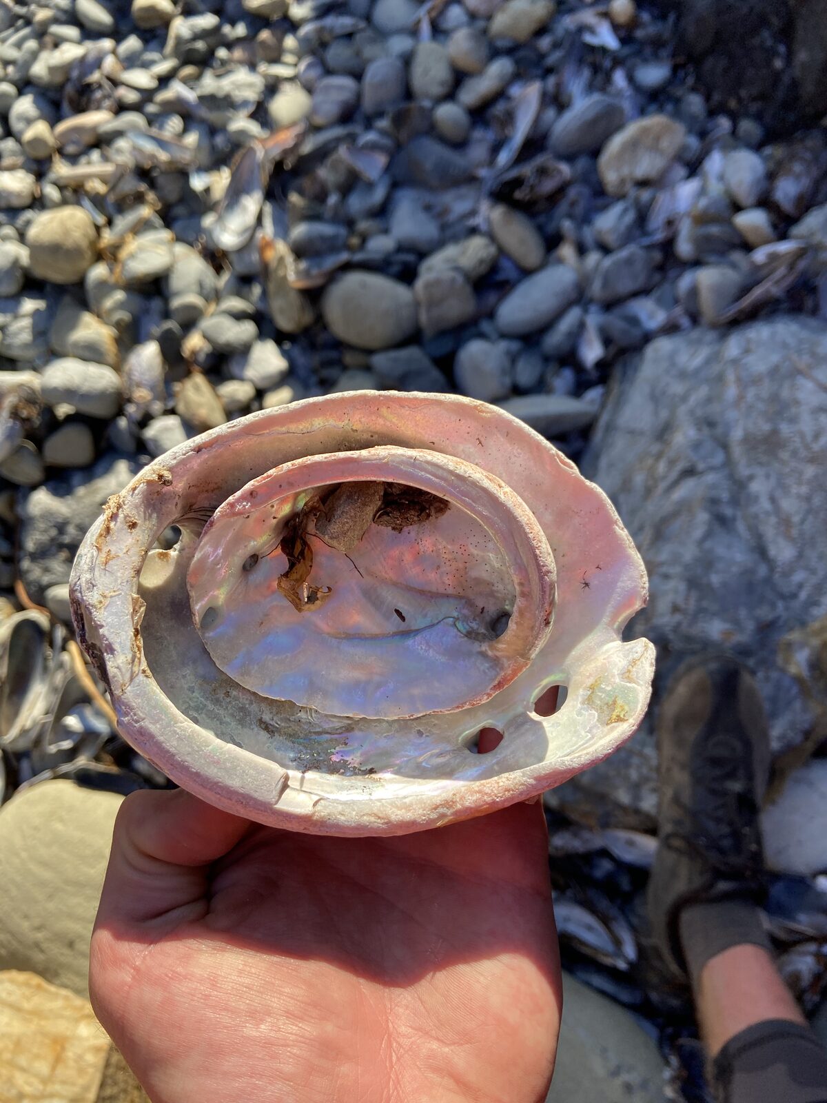 A hand holding two abalone shells nested perfectly inside one another, iridescent mother-of-pearl catching the sunlight