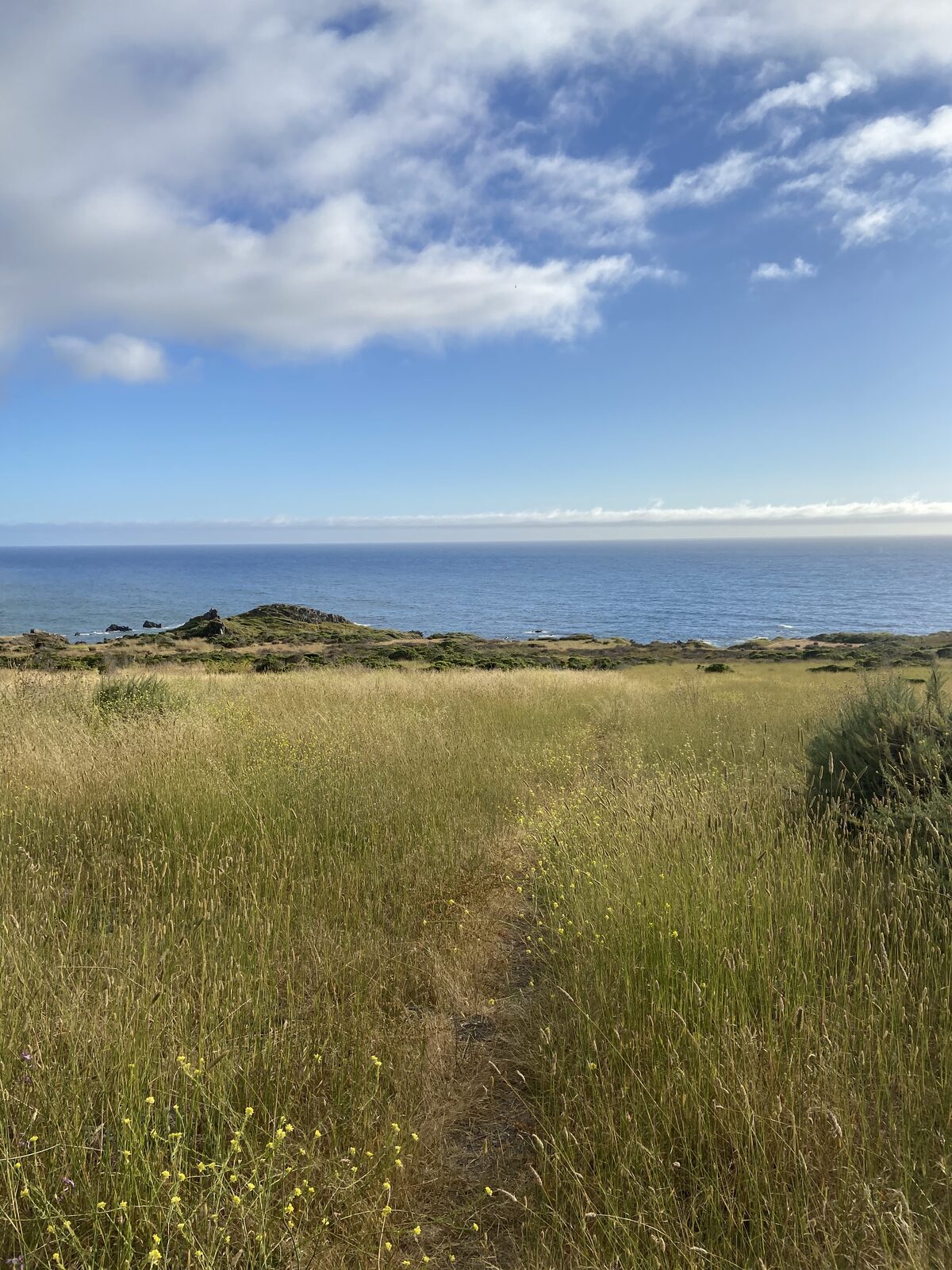 A narrow dirt path cutting through tall golden grass toward the ocean horizon